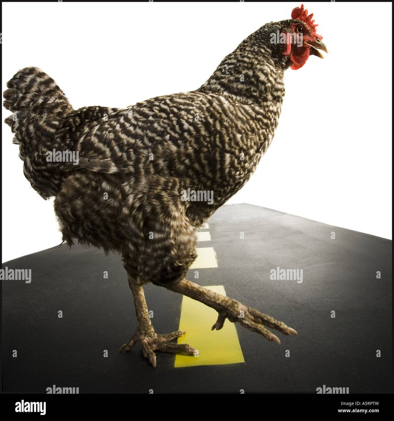 A look at chicken road gokkast