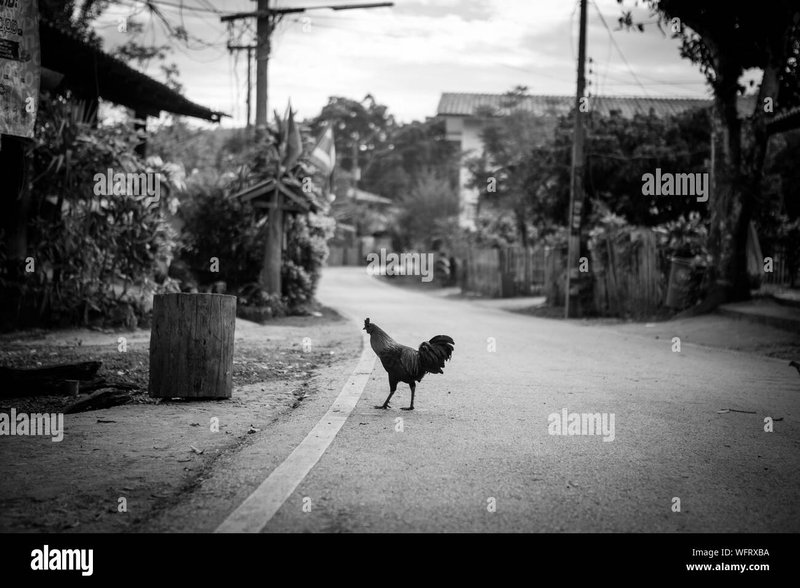 Learn about chicken road españa